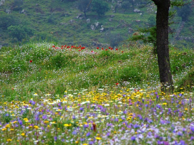 Blumenwiese