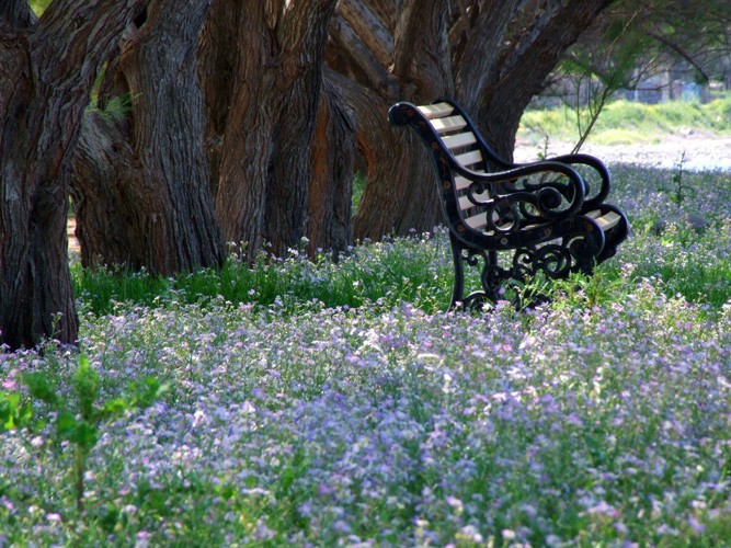 Bank im Blumenmeer