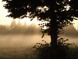 Baum im Morgennebel