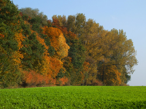 Bume im Herbst, die ein Gesicht formen (Fotomontage)