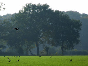 Raben auf einem Feld