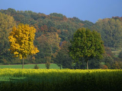 Bäume vor einem Rapsfeld