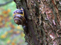 Schnecken an einem Baumstamm