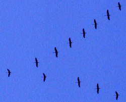 Gänse im Formationsflug