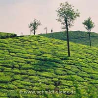 Teeplantage, Nähe Kottayam