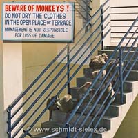 Warnung vor den Affen - Hoteldach in Mysore