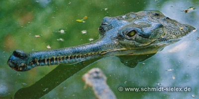 Gavial - Schlangenpark in Chennai